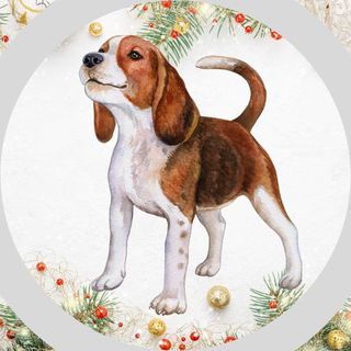 Obrázek produktu Psí trička