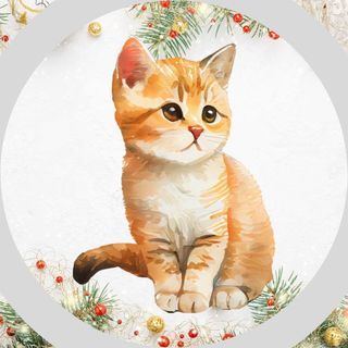 Obrázek produktu Kočičí trička