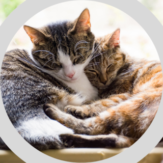 Obrázek produktu Kočičí trička