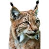 ostatní šelmy (2).png