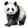 Panda.png