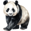 Panda.png