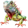Lizard (12).png