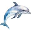 delfín.png