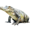 ostatní.png