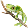 ještěrky.png
