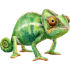 chameleno.png