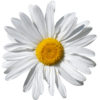 Kopretina.png