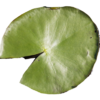 Leknín (1).png