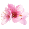 Sakura.png