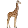 žirafa.png