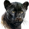 Panter.png