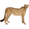 Gepard.png