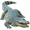 Krokodýl.png
