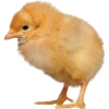 Kuře.png