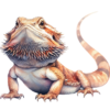 agama.png