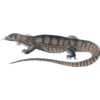 varan (2).png