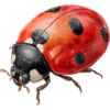 Beruška.png