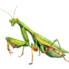 kudlanka.png