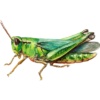 kobylky.png