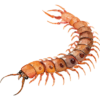 50.png