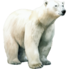 polární.png