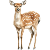 Laň.png