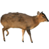 Ostatní (2).png