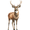 Jeleni.png