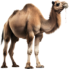Velbloud.png