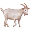 Kozy.png