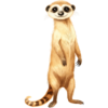 surikata.png