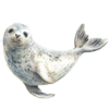 tuleň.png