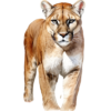 Puma.png