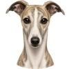 Whippet.png