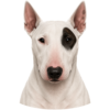 Bullteriér.png