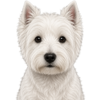 West highland white teriér _ Westík.png