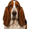 Basset hound.png