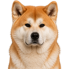 Akita Inu.png