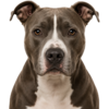 pitbull.png