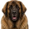 leonberger.png