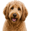 labradoodle.png