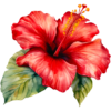 ibišek (2).png