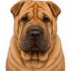 Ikonky (10).png