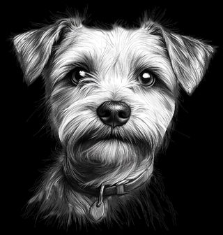 Obrázek 2 produktu Dámské tričko Norfolský teriér Skica