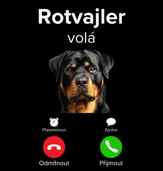 Obrázek 2 produktu Dětské tričko Rotvajler volá Phone Call
