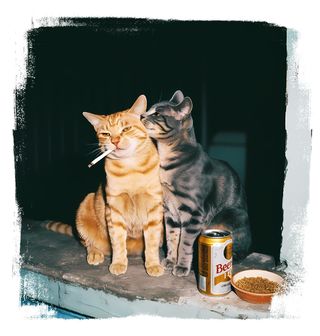 Obrázek 2 produktu Pánské tričko Noční Bohémské Kočky