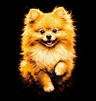 Obrázek 2 produktu Pánské tričko Huňatý Pomeranian
