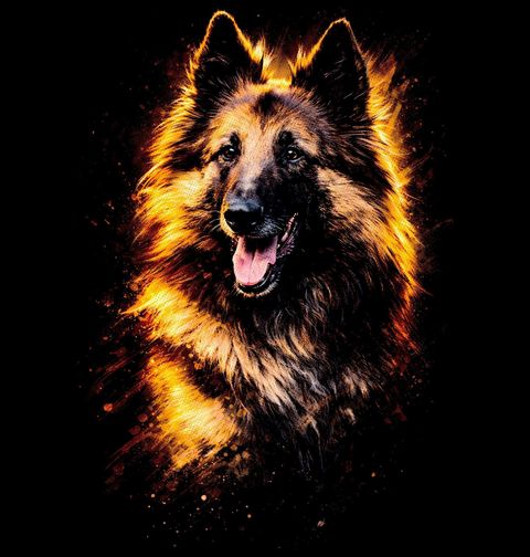 Obrázek produktu Dámské tričko Belgický ovčák Tervueren