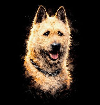 Obrázek 2 produktu Pánská mikina Belgický ovčák Laekenois